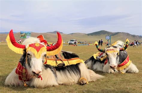 Yak festivals in Tibet